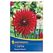 Kiepenkerl Herbstblumenzwiebeln Kaktus-Dahlie (Dahlia 'Bergers Record', Rot, 1 Stk.) | BAUHAUS