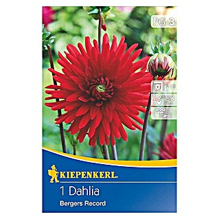 Kiepenkerl Herbstblumenzwiebeln Kaktus-Dahlie (Dahlia 'Bergers Record', Rot, 1 Stk.)