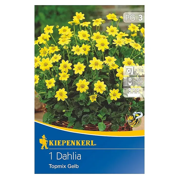 Kiepenkerl Herbstblumenzwiebeln - Dahlia x hybrida, Gelb, 1 Stk. - Dahlie 'Topmix Gelb' von Kiepenkerl, leuchtend gelbe Blütenpracht für Beet und Topf, ideal für sonnige Standorte.