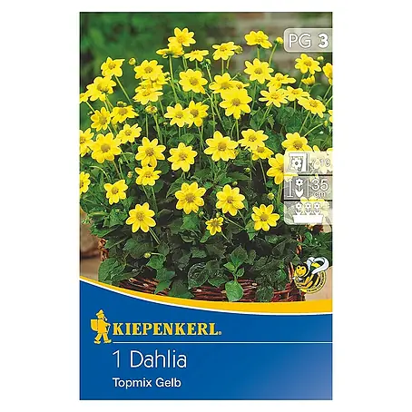 Kiepenkerl  Herbstblumenzwiebeln