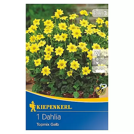 Kiepenkerl  Herbstblumenzwiebeln