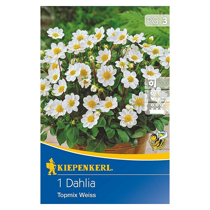 Kiepenkerl Herbstblumenzwiebeln (Dahlia x hybrida, Reinweiß, 1 Stk.) | BAUHAUS