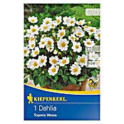 Kiepenkerl Herbstblumenzwiebeln (Dahlia x hybrida, Reinweiß, 1 Stk.) | BAUHAUS