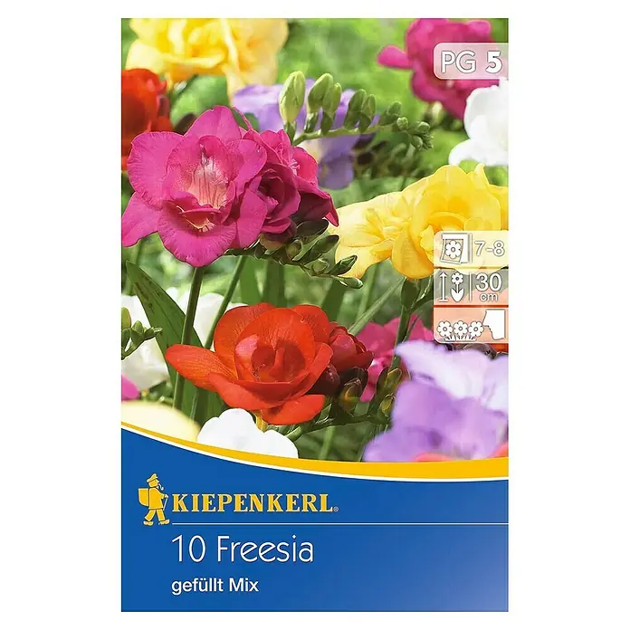 Blumensamenmischung Freesia gefüllt - Freesia x hybrida, Mehrfarbig - Packung mit 10 gefüllten Freesien Mix Blumenzwiebeln von Kiepenkerl mit farbenfrohen Blüten für Beet, Balkon oder Terrasse.