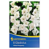 Kiepenkerl Sommerblumenzwiebeln Schwertblume (Gladiolus x hybrida 'White Prosperity', 8 Stk.) | BAUHAUS