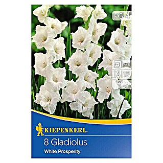 Kiepenkerl Sommerblumenzwiebeln Schwertblume (Gladiolus x hybrida 'White Prosperity', 8 Stk.)