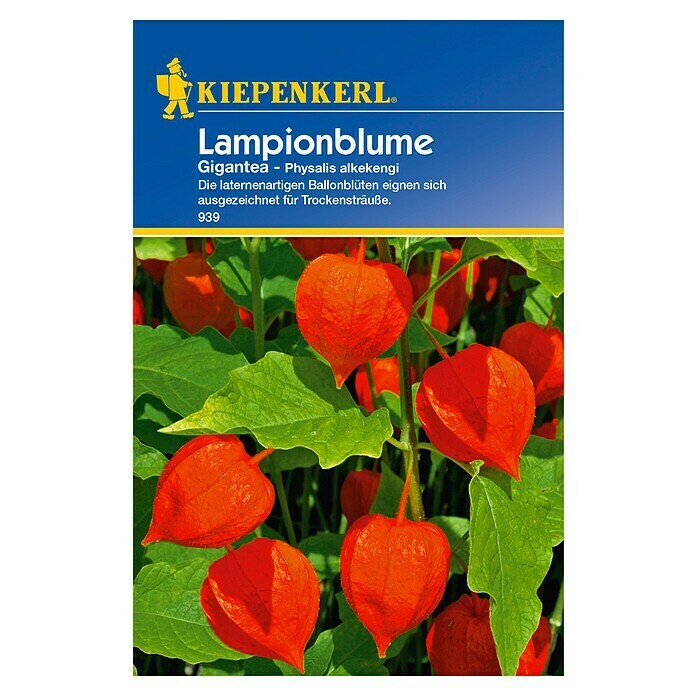 Kiepenkerl Blumensamen Lampionblume (Physalis alkekengi var. franchetii, Weiß) | BAUHAUS