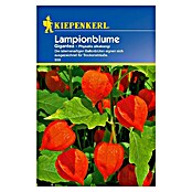 Kiepenkerl Blumensamen Lampionblume (Physalis alkekengi var. franchetii, Weiß) | BAUHAUS