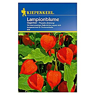 Kiepenkerl Blumensamen Lampionblume (Physalis alkekengi var. franchetii, Weiß)