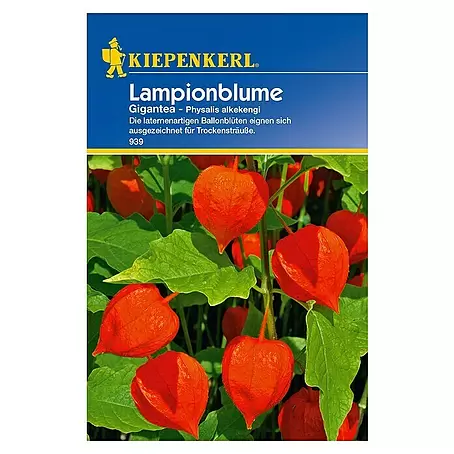 Kiepenkerl  Blumensamen Lampionblume