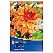 Kiepenkerl Herbstblumenzwiebeln Beet-Dahlie (Dahlia 'Summerglow', 1 Stk.) | BAUHAUS