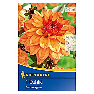 Kiepenkerl Herbstblumenzwiebeln Beet-Dahlie (Dahlia 'Summerglow', 1 Stk.)