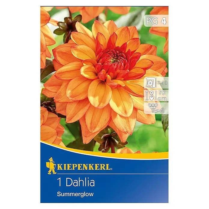 Kiepenkerl Herbstblumenzwiebeln Beet-Dahlie - Dahlia 'Summerglow', 1 Stk. - Bild einer Kiepenkerl 1 Dahlie Summerglow-Blumenzwiebelpackung, die die leuchtend orangefarbenen Blüten der Dahlie Summerglow zeigt.