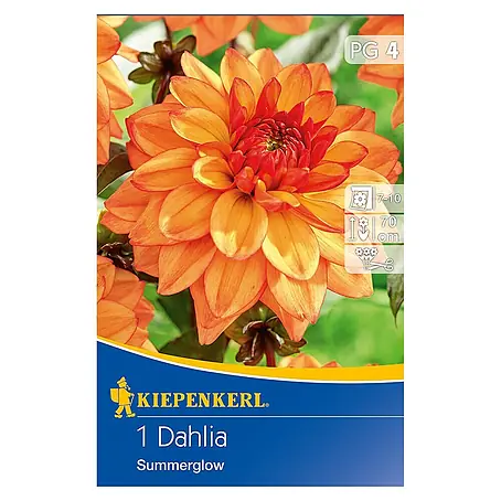 Kiepenkerl  Herbstblumenzwiebeln Beet-Dahlie