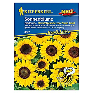 Kiepenkerl Profi-Line Blumensamen Sonnenblume (Helianthus annuus, Pradomio, Blütezeit: Juli)