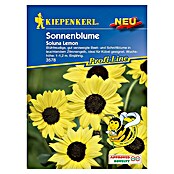 Kiepenkerl Profi-Line Blumensamen Sonnenblume (Helianthus debilis, Soluna Lemon, Blütezeit: Juli) | BAUHAUS