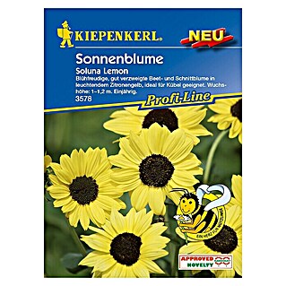 Kiepenkerl Profi-Line Blumensamen Sonnenblume (Helianthus debilis, Soluna Lemon, Blütezeit: Juli)