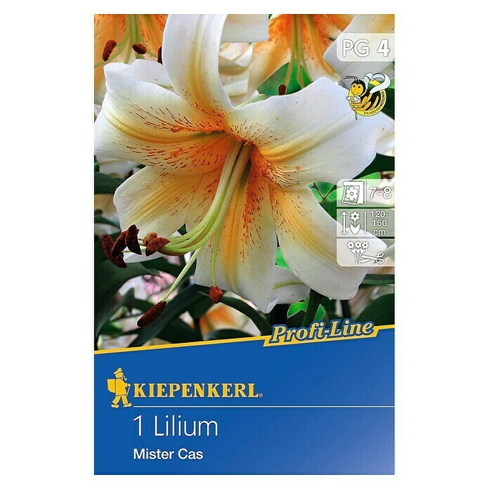 Kiepenkerl Profi-Line Sommerblumenzwiebeln Lilie (Lilium x hybrida 'Mister Cas', 1 Stk.) | BAUHAUS