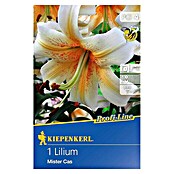 Kiepenkerl Profi-Line Sommerblumenzwiebeln Lilie (Lilium x hybrida 'Mister Cas', 1 Stk.) | BAUHAUS