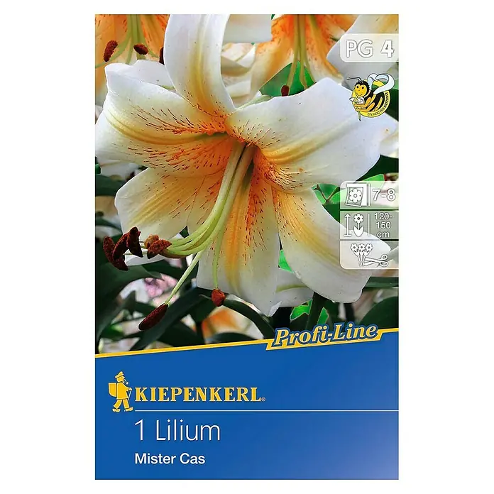 Kiepenkerl Profi-Line Sommerblumenzwiebeln Lilie - Lilium x hybrida 'Mister Cas', 1 Stk. - Packung mit einer Lilie 'Mister Cas' mit einer wunderschönen, cremefarbenen Blüte mit orangen Akzenten und Pflanzeninformationen.