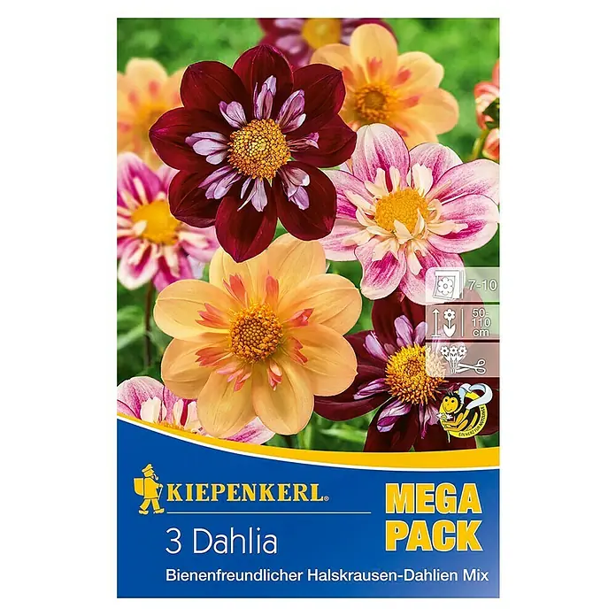 Kiepenkerl Herbstblumenzwiebeln - Dahlia, Mehrfarbig gemischt, 3 Stk. - Kiepenkerl Mega Pack mit 3 Dahlien. Bienenfreundlicher Halskrausen-Dahlien Mix für farbenfrohe Blumenpracht im Garten.