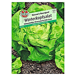 Sperli Salatsamen Winterkopfsalat (Lactuca sativa, Erntezeit: März)