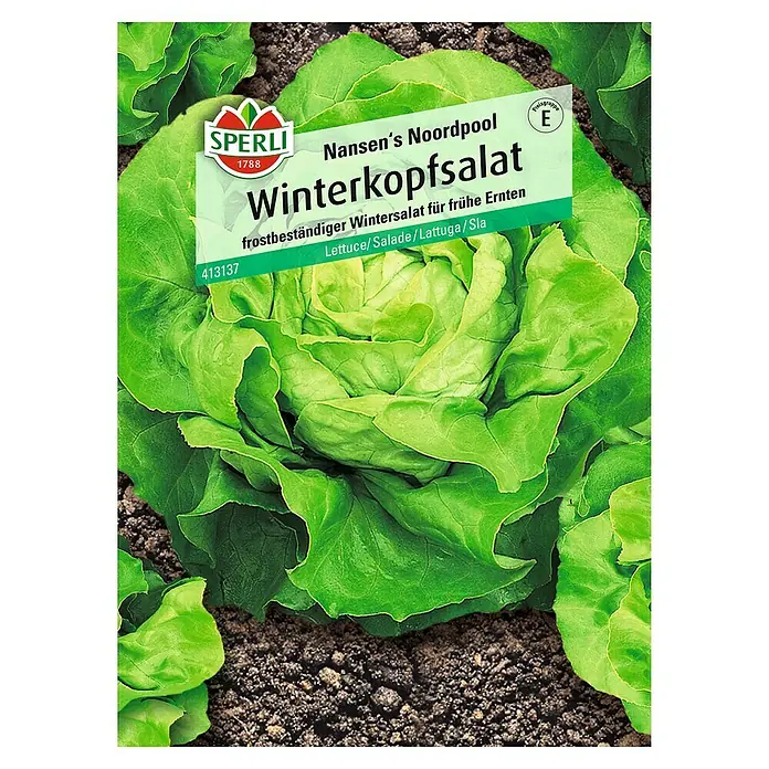 Sperli Salatsamen Winterkopfsalat - Lactuca sativa, Erntezeit: März - Samenpackung 'Nansen's Noordpool Winterkopfsalat' von Sperli. Frostbeständiger Wintersalat für frühe Ernten, ideal für den Anbau im Garten.