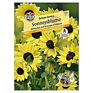 Sperli Blumensamen Sonnenblume (Soluna Lemon, Helianthus debilis, Blütezeit: Juli)