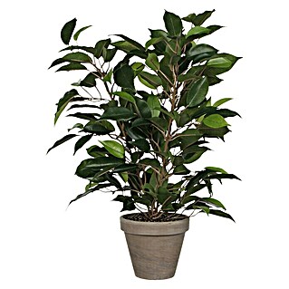 Planta artificial Ficus Natasja (Altura: 40 cm, Verde, Plástico)