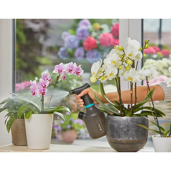 Gardena Pulverizador con bombeo - 1 l, Antracita - Una persona está rociando orquídeas con un pulverizador de plantas GARDENA en interiores, rodeada de flores.