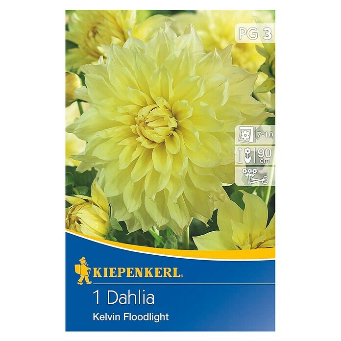 Kiepenkerl Herbstblumenzwiebeln (Dahlia 'Kelvin Floodlight', Kanariengelb, 1 Stk.) | BAUHAUS