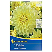 Kiepenkerl Herbstblumenzwiebeln (Dahlia 'Kelvin Floodlight', Kanariengelb, 1 Stk.) | BAUHAUS