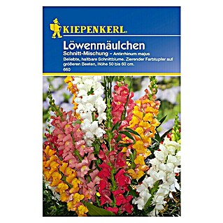 Kiepenkerl Blumensamen Löwenmäulchen (Antirrhinum majus, Schnitt-Mischung, Blütezeit: Juli)