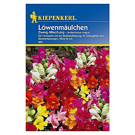 Kiepenkerl Blumensamen Löwenmäulchen (Zwerg-Mischung)