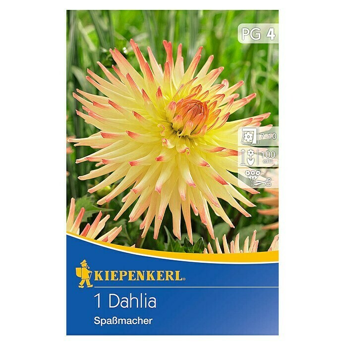 Kiepenkerl Herbstblumenzwiebeln Kaktus-Dahlie (Dahlia 'Spassmacher', Gelb/Orange, 1 Stk.) | BAUHAUS