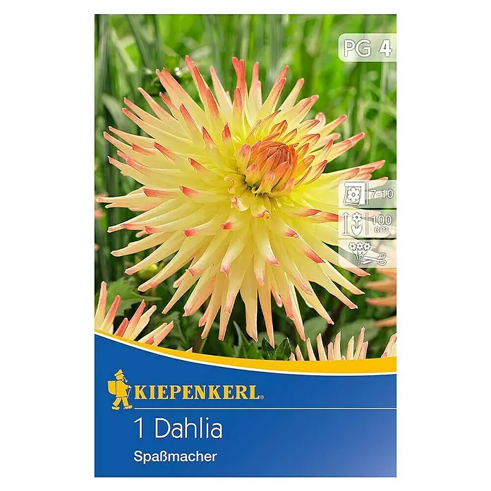 Kiepenkerl Herbstblumenzwiebeln Kaktus-Dahlie - Dahlia 'Spassmacher', Gelb/Orange, 1 Stk. - Dahlie 'Spaßmacher' von Kiepenkerl. Die gelb-rote Dahlie ist eine Zierde für jeden Garten und eignet sich hervorragend als Schnittblume.