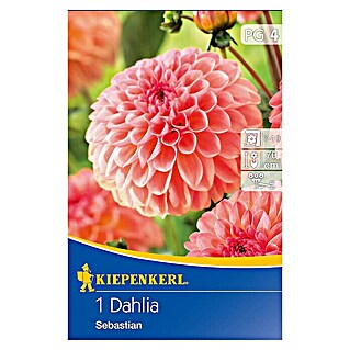 Kiepenkerl Herbstblumenzwiebeln Beet-Dahlie (Dahlia 'Sebastian', 1 Stk.)