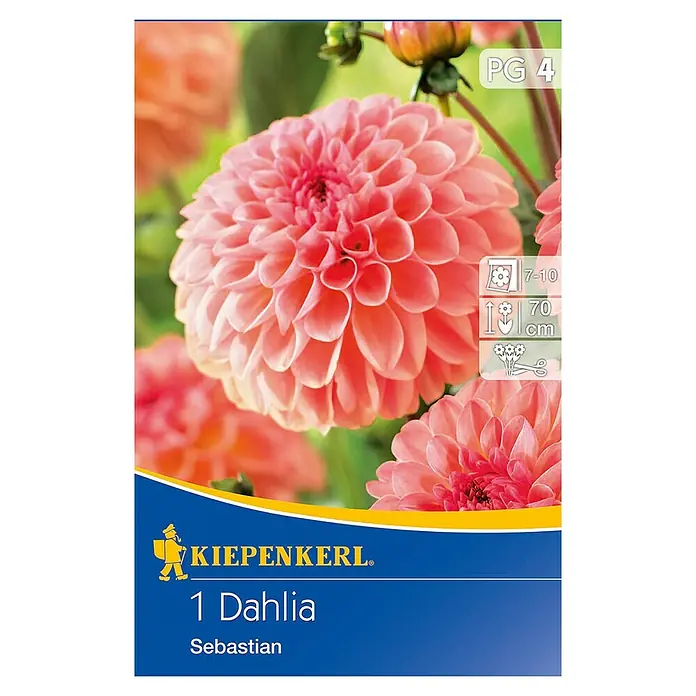 Kiepenkerl Herbstblumenzwiebeln Beet-Dahlie - Dahlia 'Sebastian', 1 Stk. - Nahaufnahme einer "1 Dahlia Sebastian"-Blumenzwiebelpackung mit einer lachsfarbenen Dahlie in voller Blüte.
