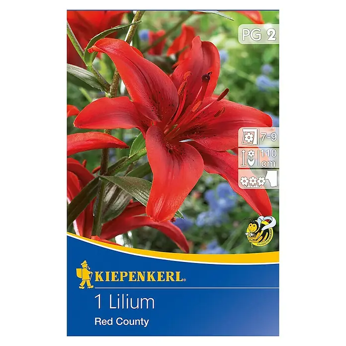Kiepenkerl Sommerblumenzwiebeln Lilie - Lilium x hybrida 'Red County', 1 Stk. - Bild einer Lilium 'Red County'-Blumenzwiebelverpackung. Die Packung zeigt eine leuchtend rote Lilienblüte.