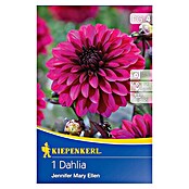 Kiepenkerl Herbstblumenzwiebeln Beet-Dahlie (Dahlia 'Jennifer Mary Ellen', 1 Stk.) | BAUHAUS