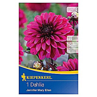 Kiepenkerl Herbstblumenzwiebeln Beet-Dahlie (Dahlia 'Jennifer Mary Ellen', 1 Stk.)
