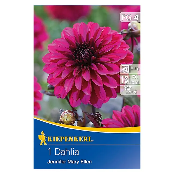 Kiepenkerl Herbstblumenzwiebeln Beet-Dahlie - Dahlia 'Jennifer Mary Ellen', 1 Stk. - Abbildung einer Kiepenkerl 1 Dahlia Jennifer Mary Ellen, einer tiefroten Dahlie mit vielen Blütenblättern.