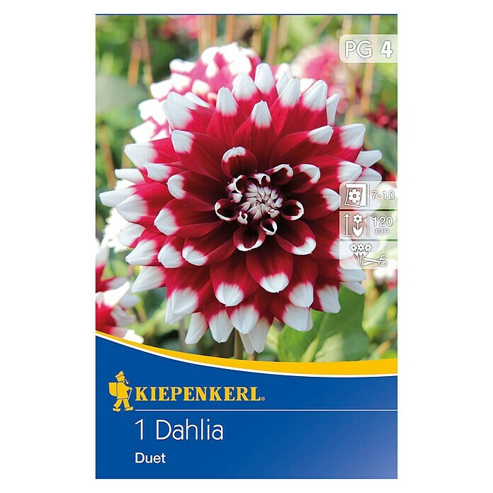 Kiepenkerl Herbstblumenzwiebeln Deko-Dahlie (Dahlia 'Duet', Dunkelrot/Weiß, 1 Stk.) | BAUHAUS