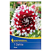 Kiepenkerl Herbstblumenzwiebeln Deko-Dahlie (Dahlia 'Duet', Dunkelrot/Weiß, 1 Stk.) | BAUHAUS