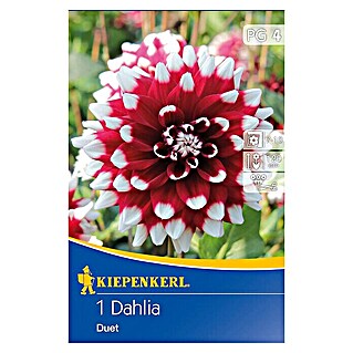 Kiepenkerl Herbstblumenzwiebeln Deko-Dahlie (Dahlia 'Duet', Dunkelrot/Weiß, 1 Stk.)