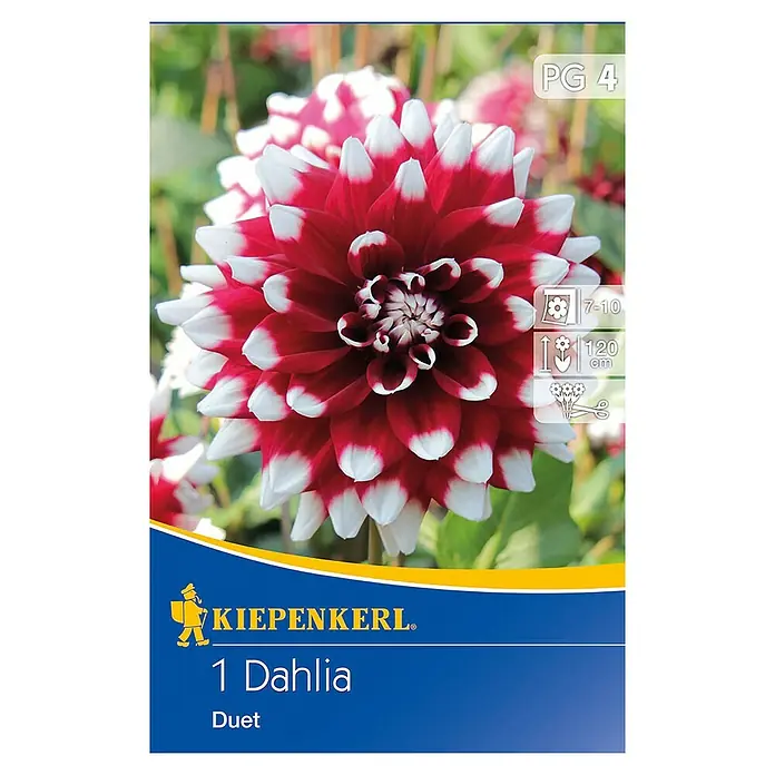 Kiepenkerl Herbstblumenzwiebeln Deko-Dahlie - Dahlia 'Duet', Dunkelrot/Weiß, 1 Stk. - Packung mit einer "Duett" Dahlie. Diese Dahlie zeichnet sich durch ihre zweifarbigen, rot-weißen Blütenblätter aus, ideal für jeden Garten.