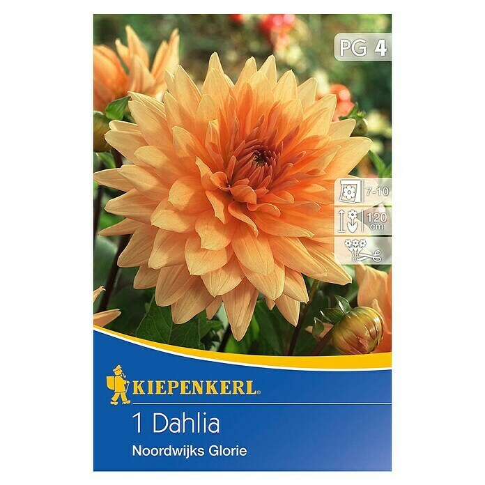 Kiepenkerl Herbstblumenzwiebeln Deko-Dahlie (Dahlia 'Noordwijks Glorie', Orange, 1 Stk.) | BAUHAUS