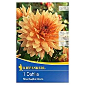 Kiepenkerl Herbstblumenzwiebeln Deko-Dahlie (Dahlia 'Noordwijks Glorie', Orange, 1 Stk.) | BAUHAUS