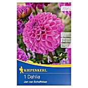 Kiepenkerl Herbstblumenzwiebeln Pompon-Dahlien (Dahlia 'Jan van Schaffelaar', Pink, 1 Stk.) | BAUHAUS