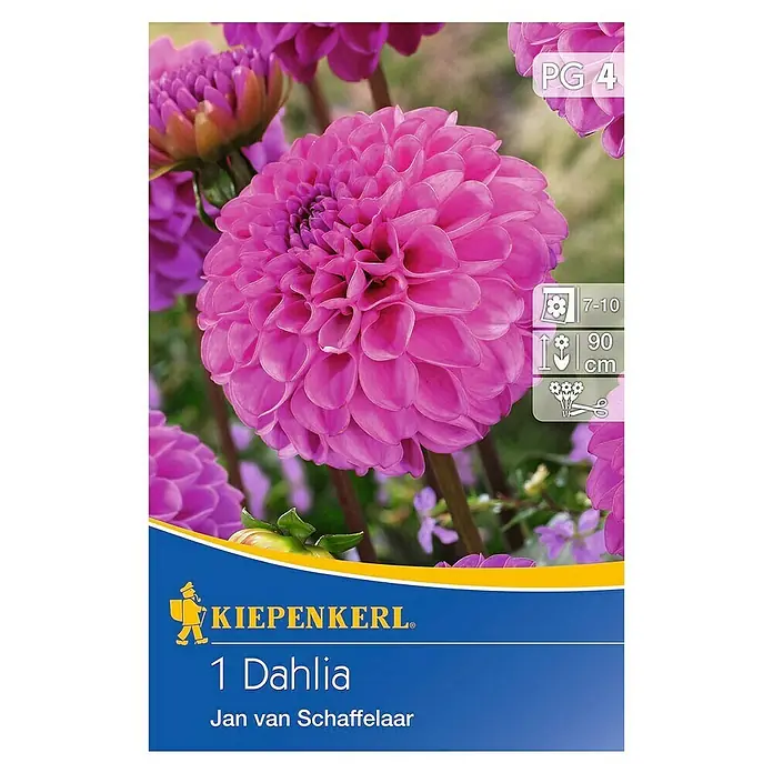 Kiepenkerl Herbstblumenzwiebeln Pompon-Dahlien - Dahlia 'Jan van Schaffelaar', Pink, 1 Stk. - Nahaufnahme einer Dahlie "Jan van Schaffelaar" mit leuchtend pinkfarbenen Blütenblättern und dem Logo des Herstellers Kiepenkerl.